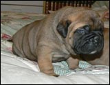 Puppies 1-3 weeks - Pennut 1-3 viikkoa